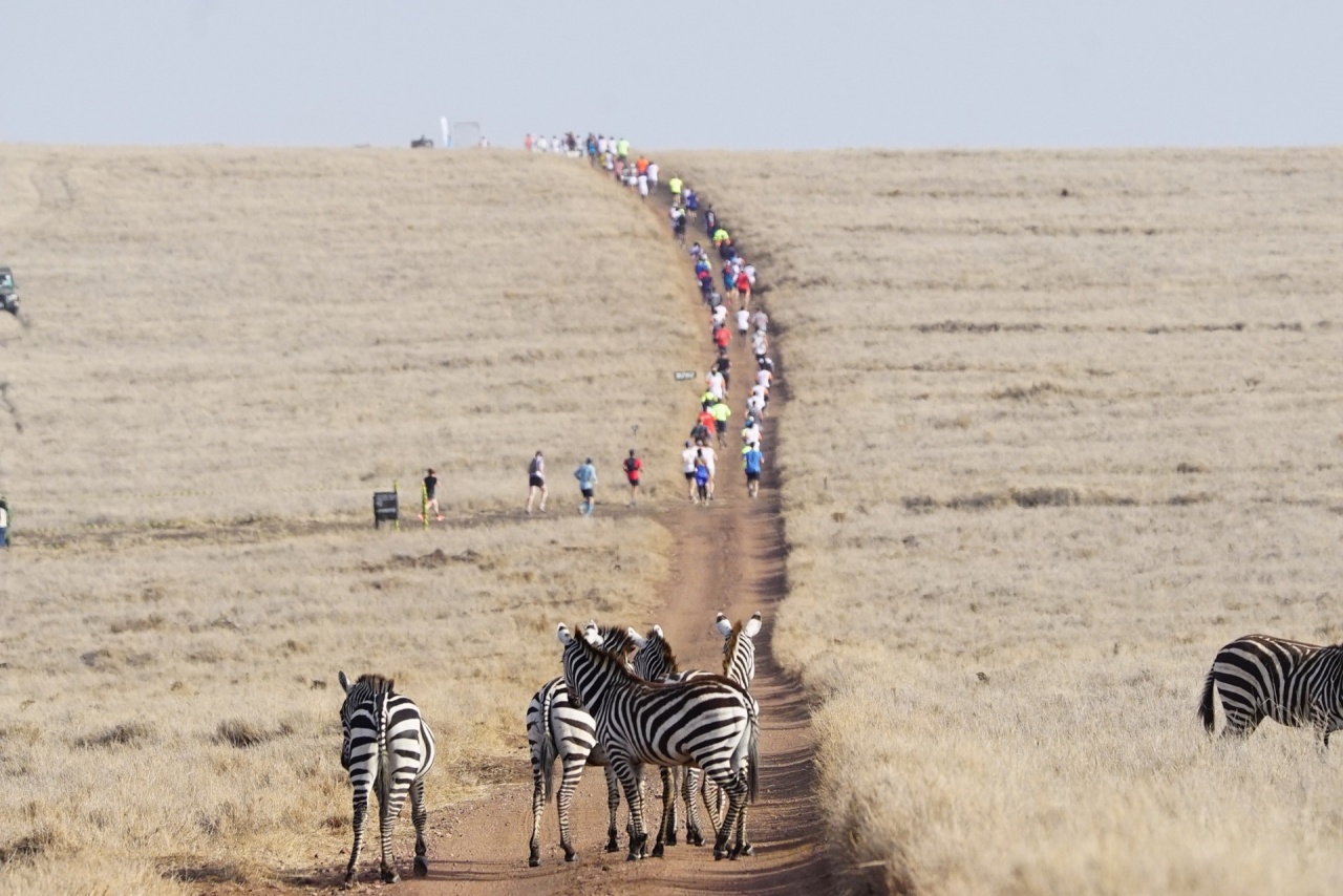 Runners share toughest marathon route with Africa’s safari ‘big five’